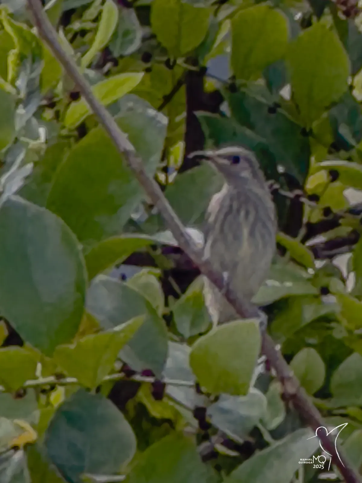 File:Lichmera alboauricularis - manuelquiroga1 - 613153653.jpeg