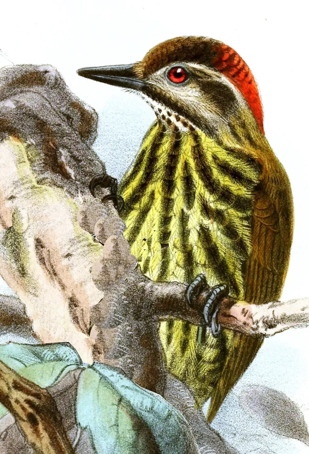 File:Dendropicos lugubris Keulemans.jpg