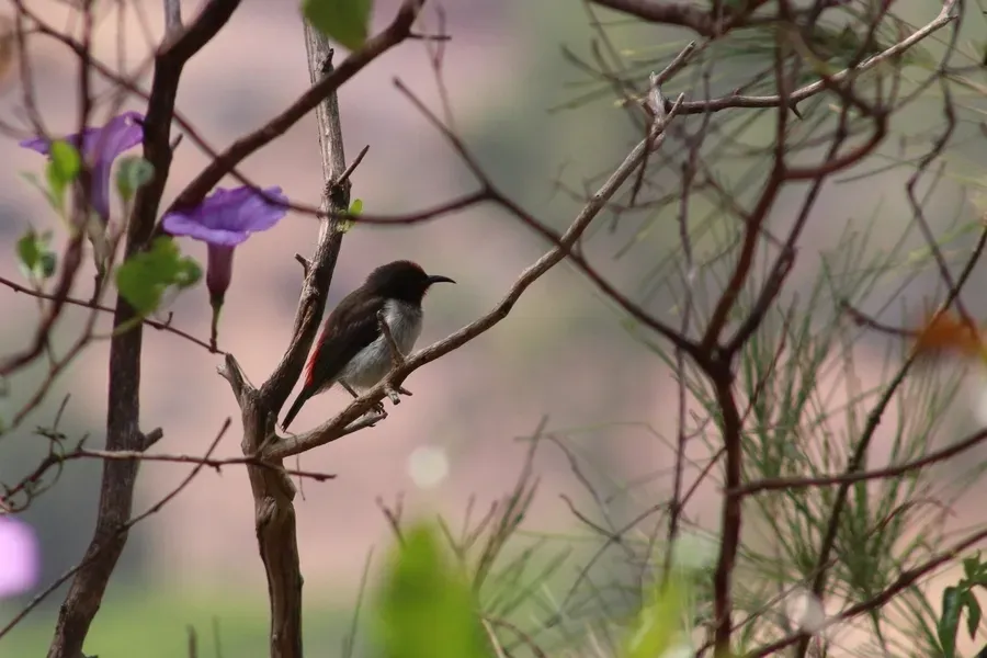 File:Myzomela vulnerata - Rémi Bigonneau - 333551812.jpeg