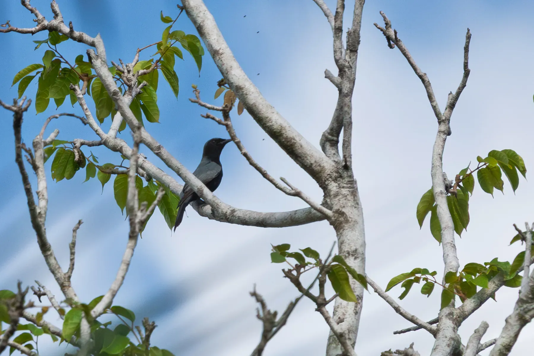 File:Edolisoma holopolium pygmaeum - mcmadd - 541764576.jpeg