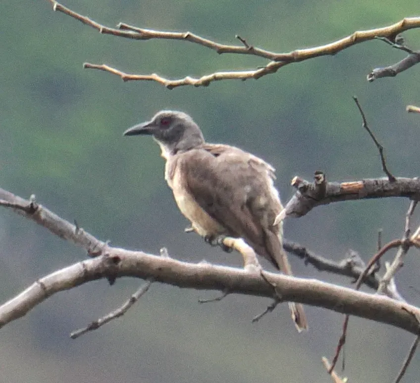 File:Oriolus finschi - desertnaturalist - 332871706.jpeg