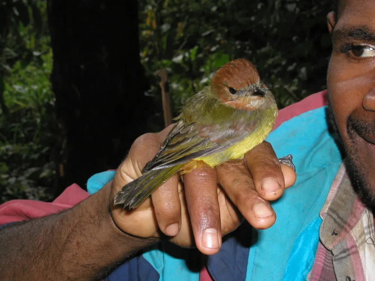 File:Pachycephala soror - Daniel Levitis - 82239729.jpeg