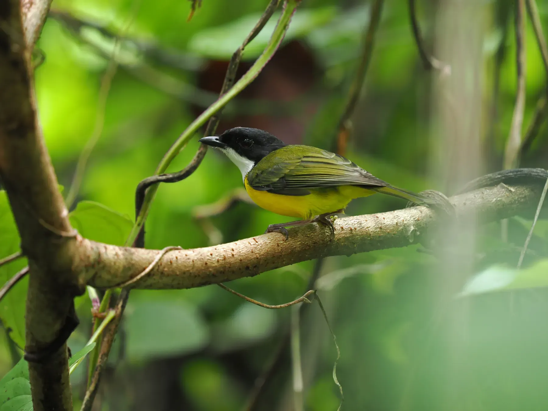 File:Pachycephala vitiensis - James Eaton - 464047537.jpeg
