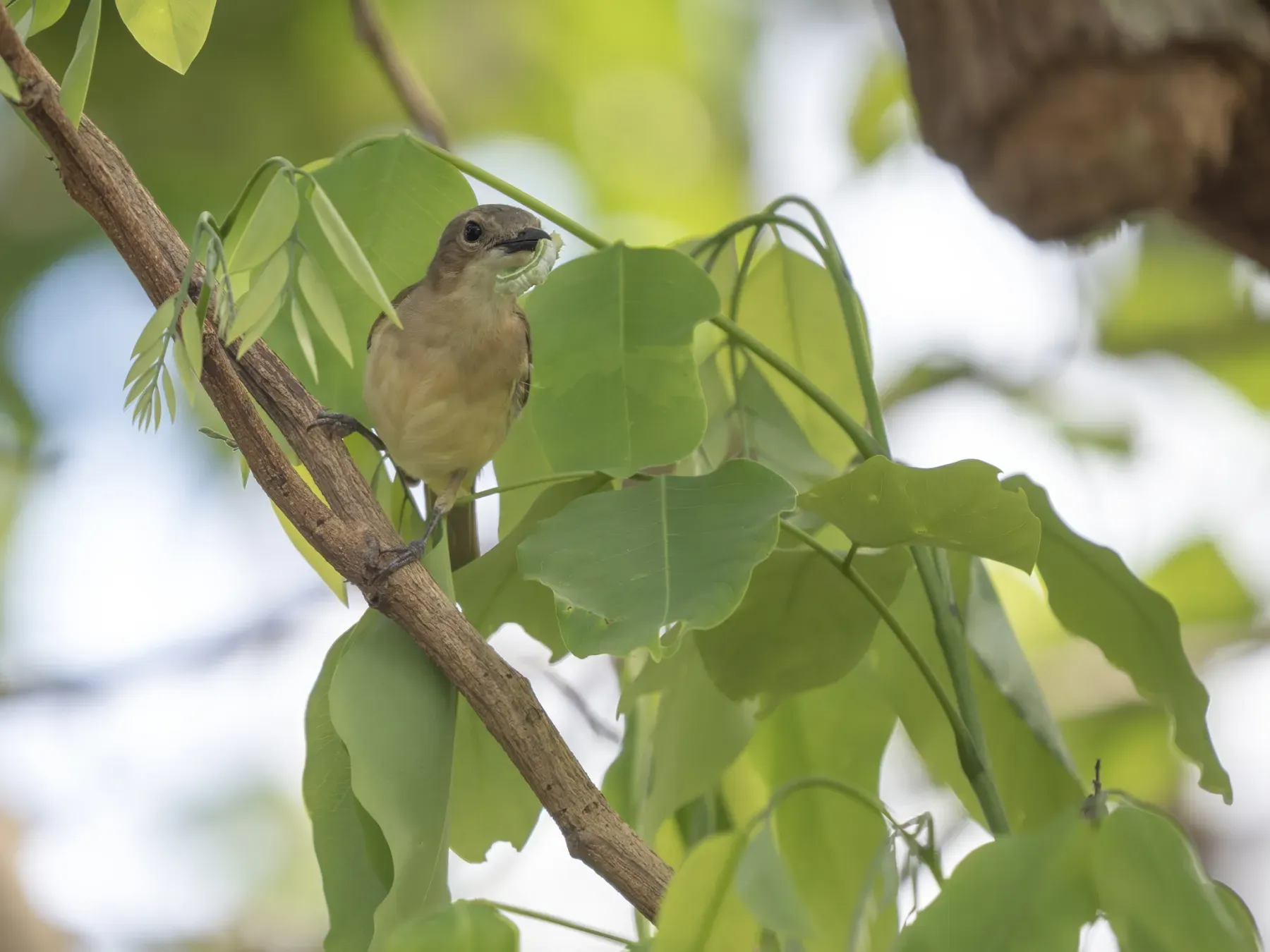 File:Pachycephala teysmanni - James Eaton - 580030203.jpeg