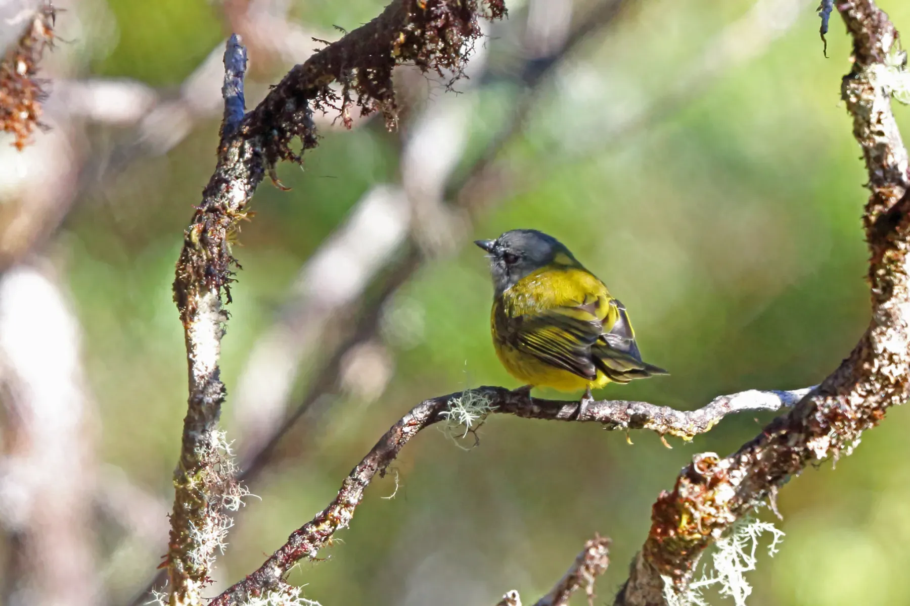 File:Pachycephala lorentzi - Nigel Voaden - 3080298.jpeg