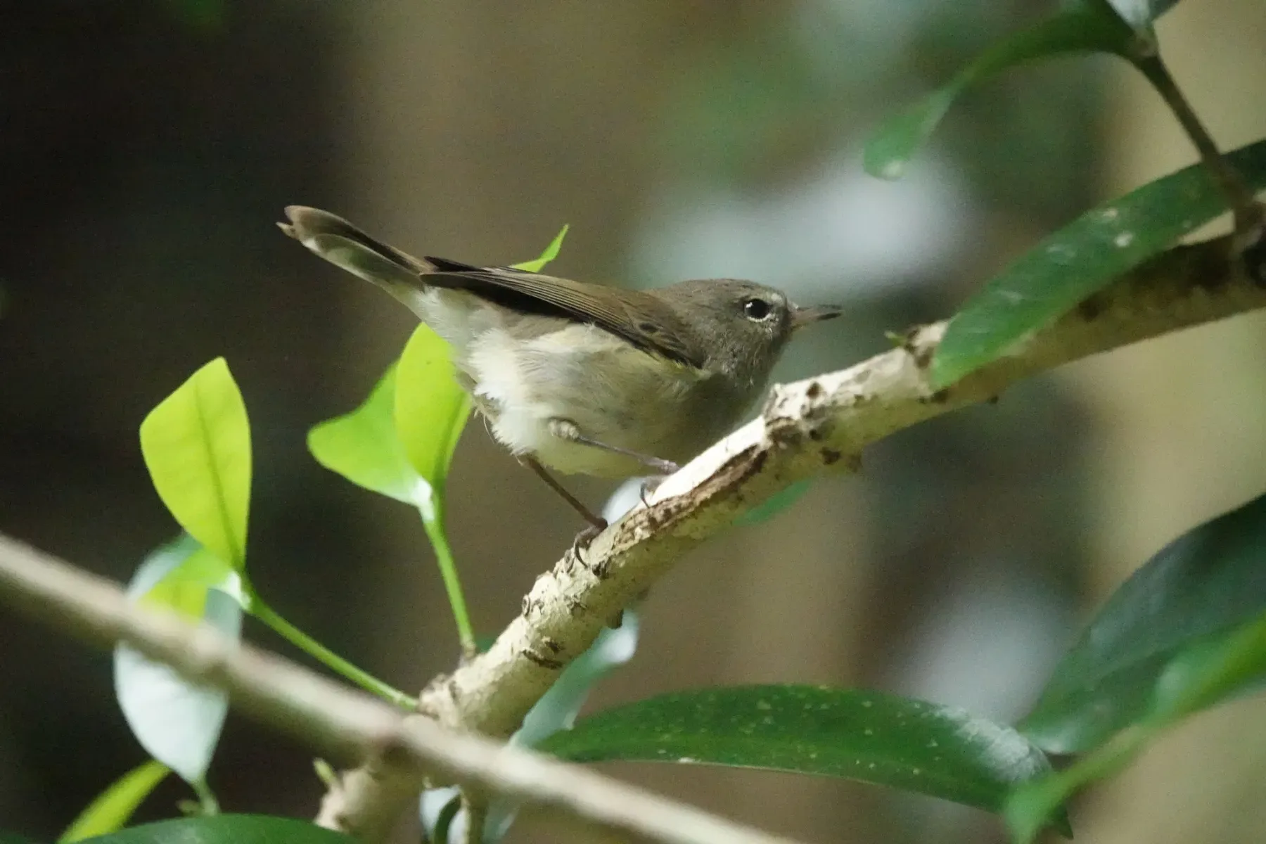 File:Gerygone modesta - Euan Moore - 268085203.jpeg