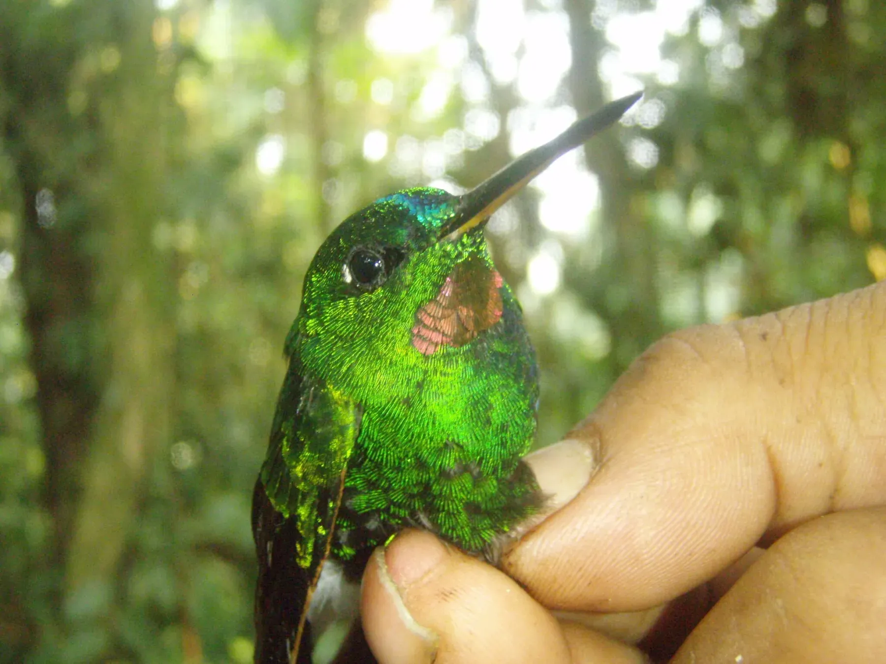 File:Heliodoxa branickii - James G. Graham - 441798871.jpeg