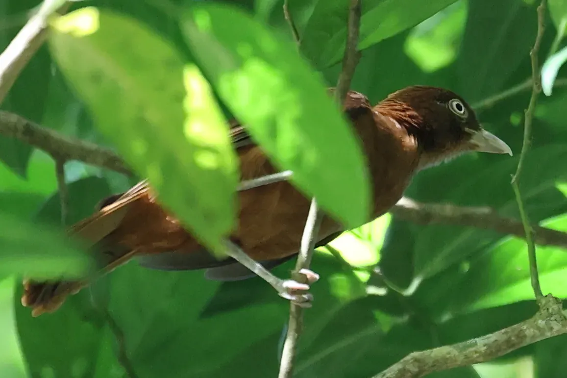 File:Pseudorectes ferrugineus - Rémi Bigonneau - 597633167.jpeg