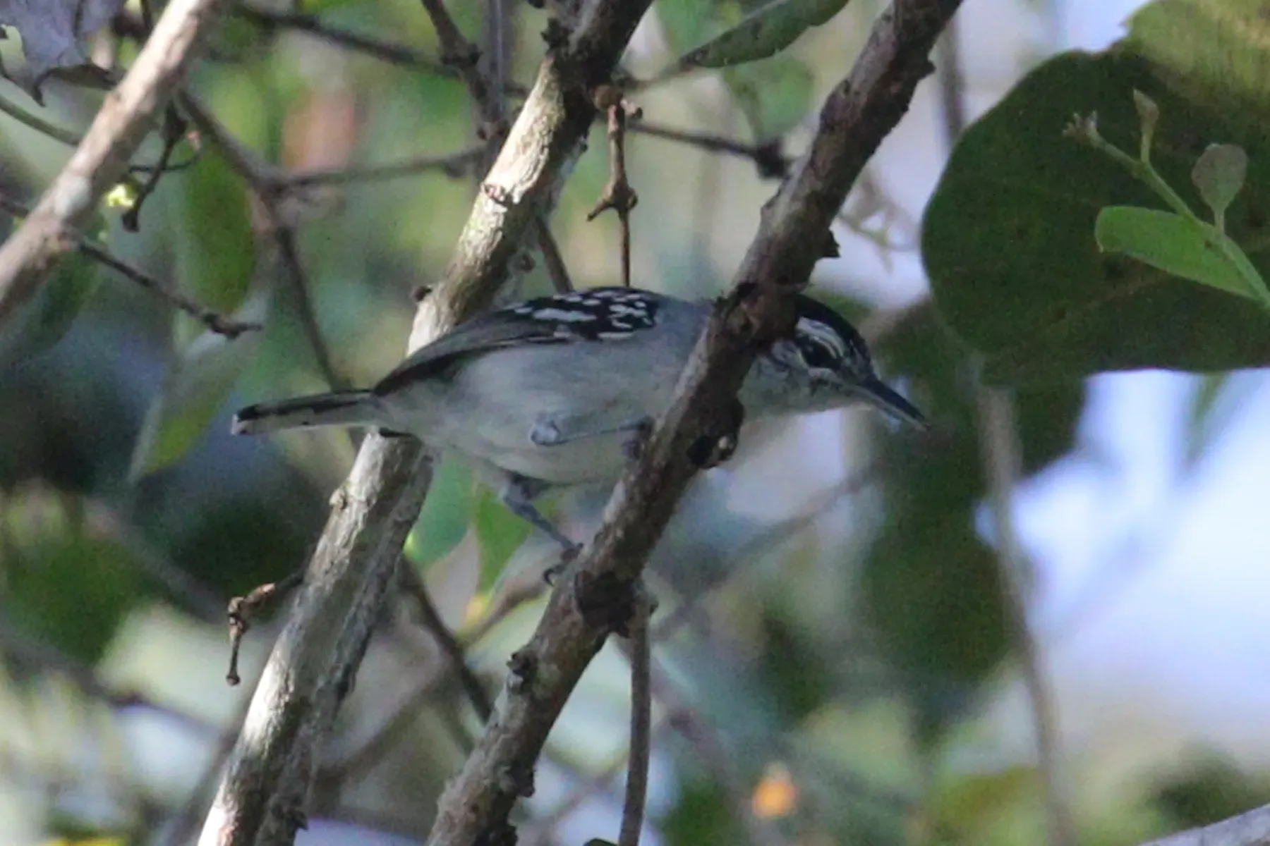 File:Herpsilochmus stictocephalus - Noah Strycker - 534925524.jpeg