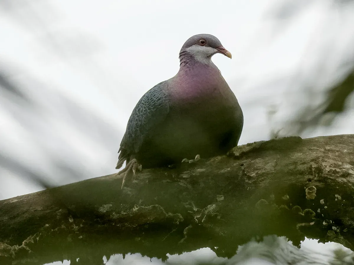 File:Columba vitiensis griseogularis, San Remigio, Panay, Philippines 8.jpg