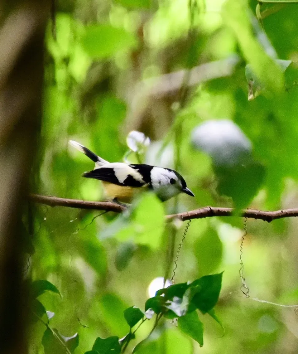 File:Neolalage banksiana 8738959 (cropped).jpg