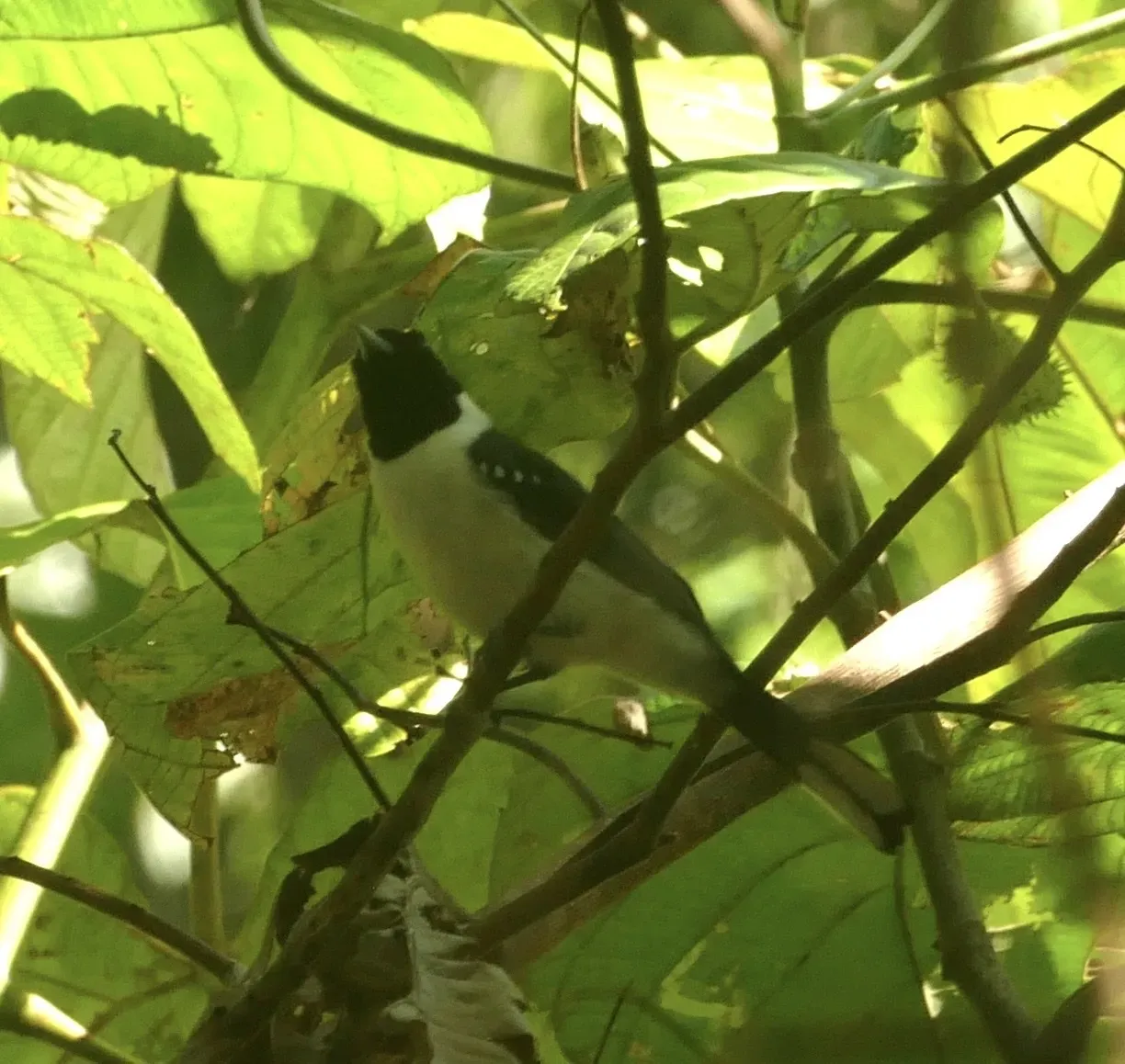 File:Symposiachrus guttula - Jean-Paul Boerekamps - 338538128.jpeg