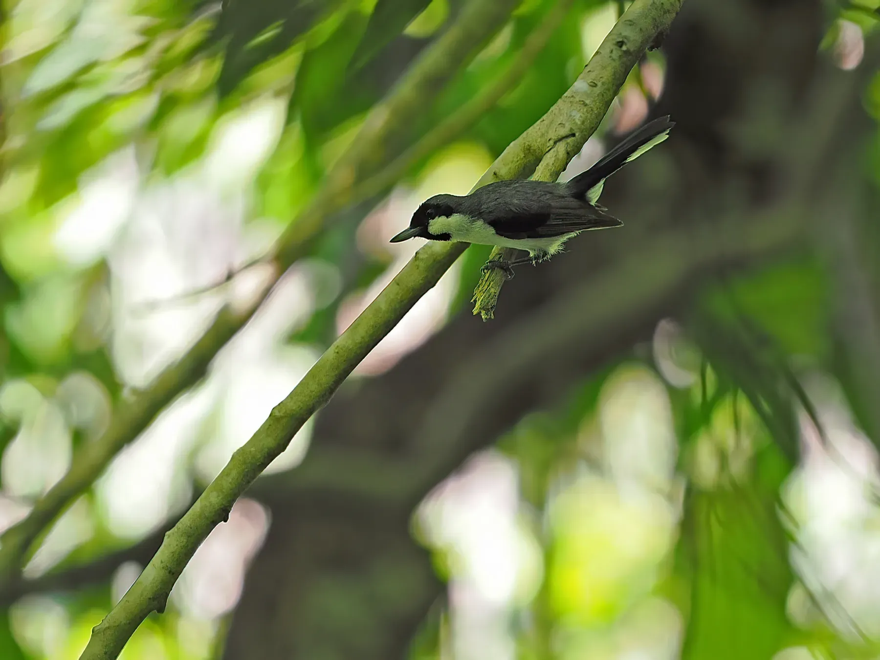 File:Symposiachrus mundus - James Eaton - 337787872.jpeg