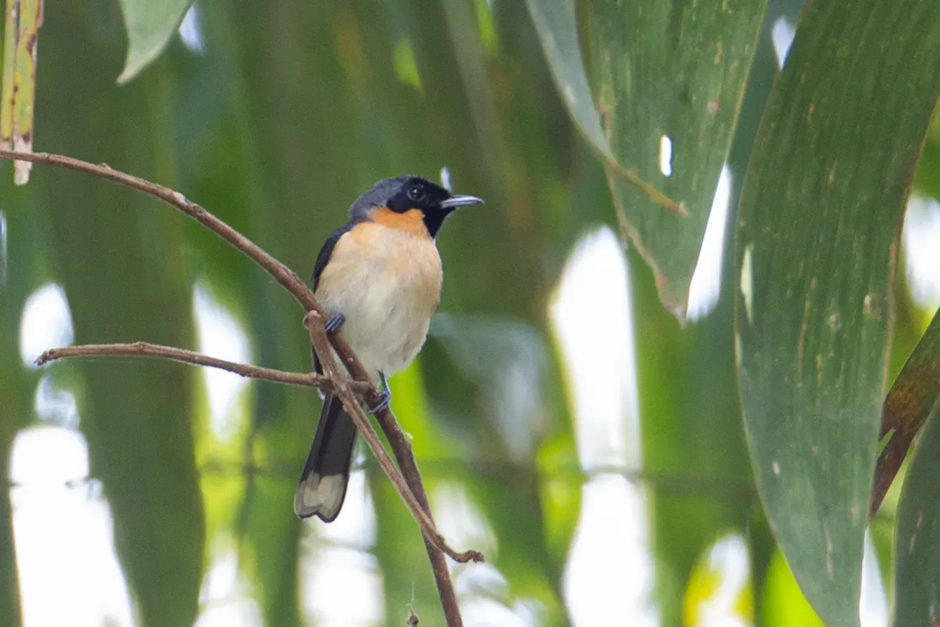 File:Symposiachrus bimaculatus - Christoph Moning - 107893581.jpeg