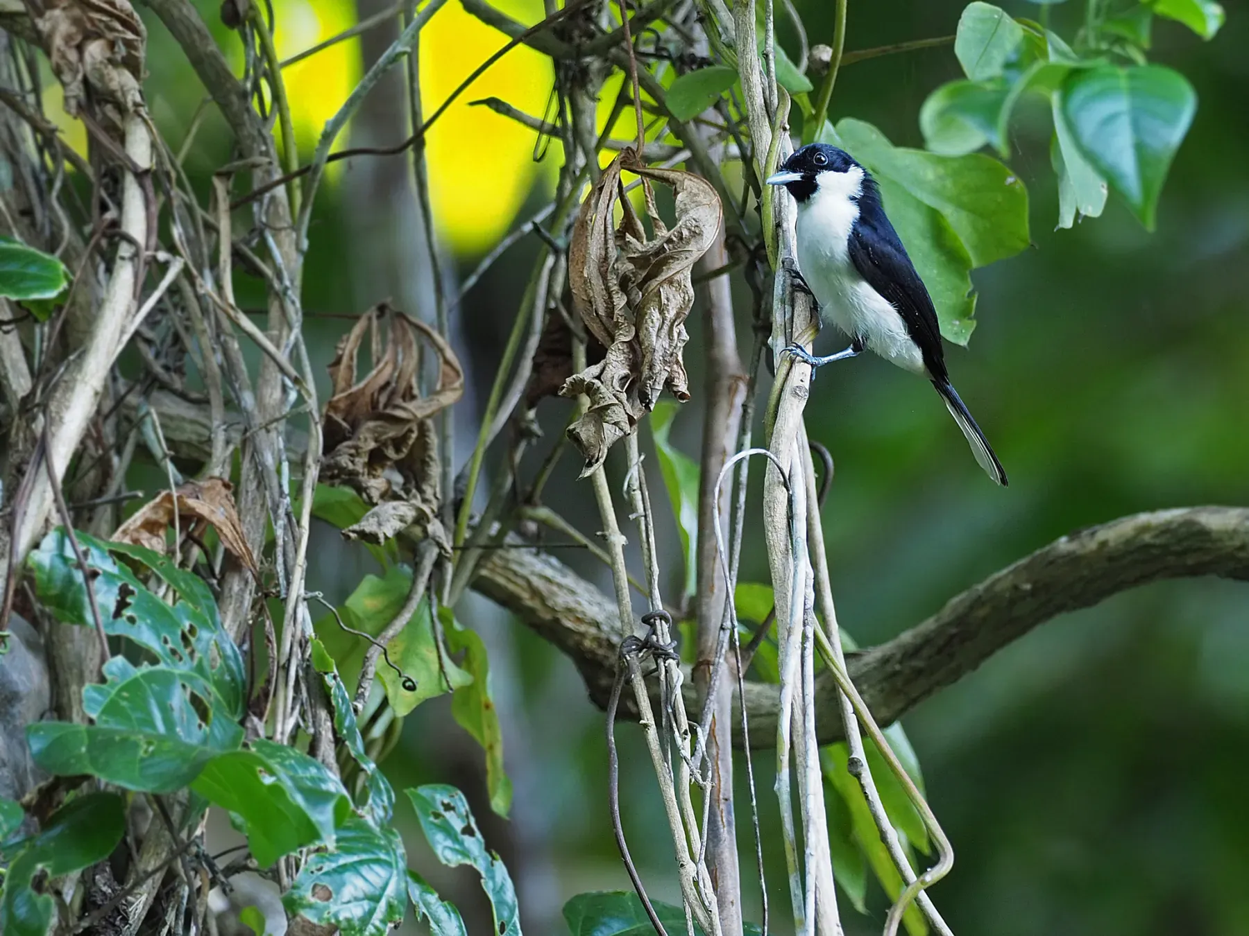 File:Symposiachrus loricatus - James Eaton - 416866078.jpeg