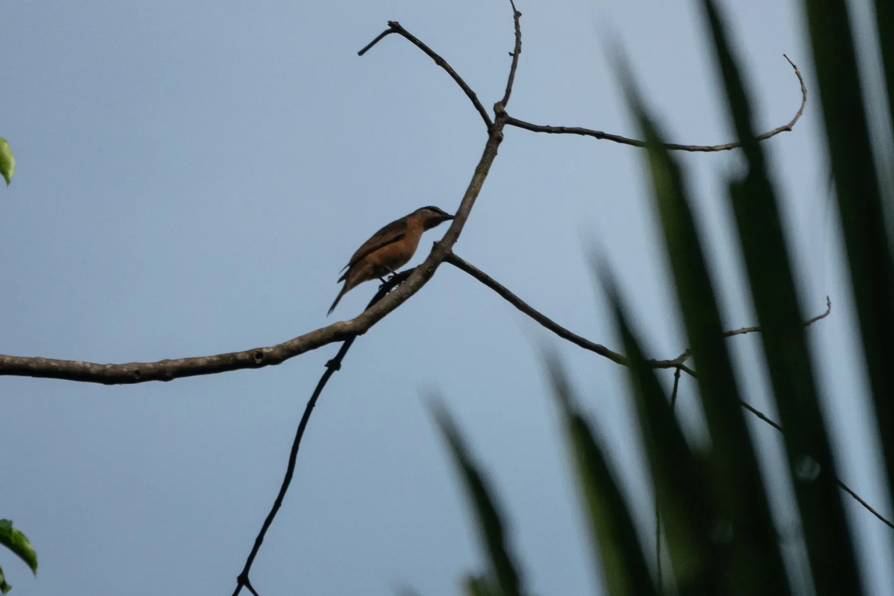 File:Edolisoma remotum - Euan Moore - 605006710.jpeg