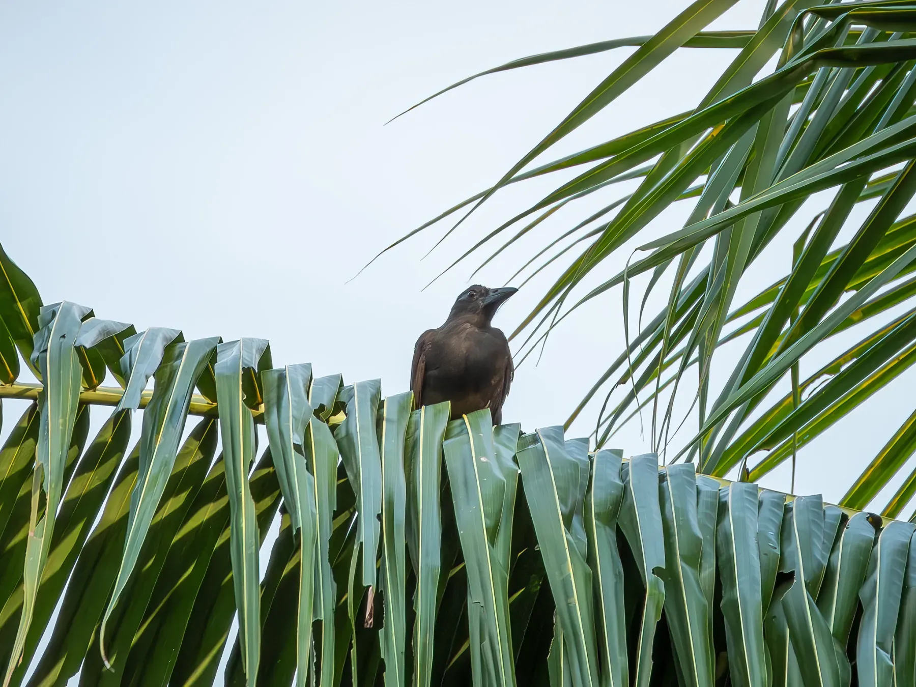 File:Lycocorax pyrrhopterus pyrrhopterus - Jason Alexander - 526333060.jpeg