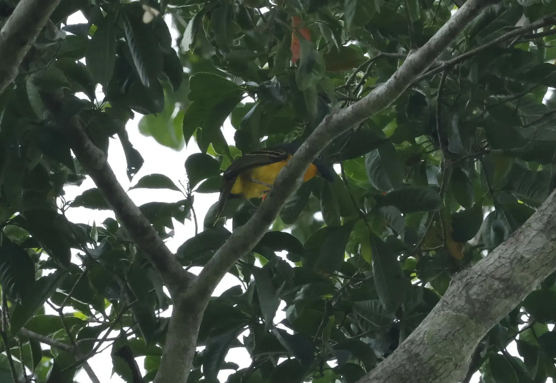 File:Malaconotus lagdeni - Don Wellmann - 452637717.jpeg