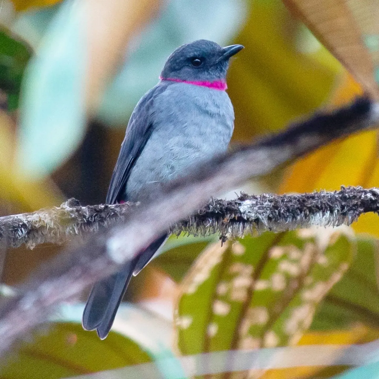 File:Lipaugus streptophorus - Joao Quental - 112789616.jpeg