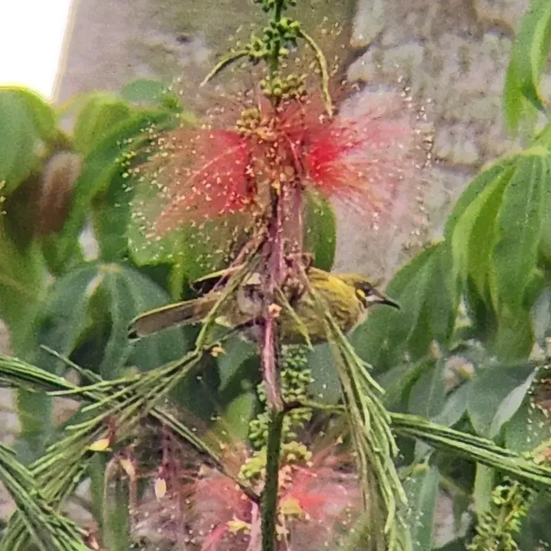 File:Meliphaga reticulata - Octavianti Shanna - 457080617.jpeg