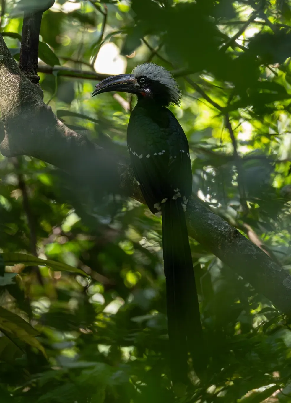 File:Horizocerus cassini.jpg