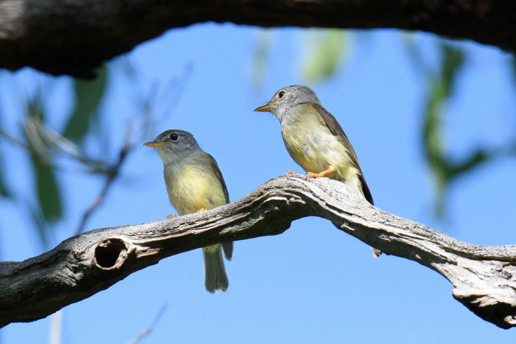 File:Kempiella griseoceps - Alan Bell - 322619638.jpeg