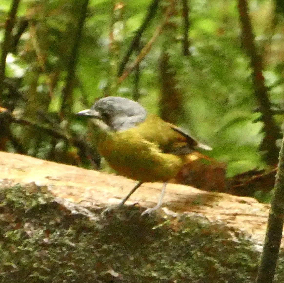 File:Pachycephalopsis hattamensis - Jean-Paul Boerekamps - 339855888.jpeg