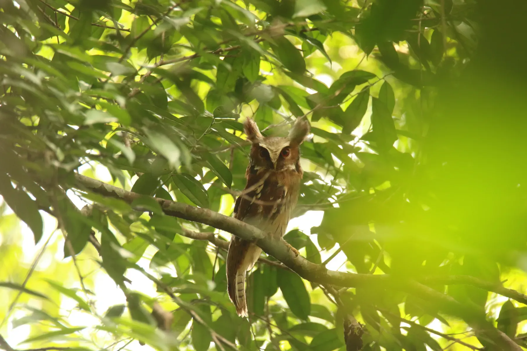 File:Jubula lettii - bureaubenjamin - 345210483.jpeg