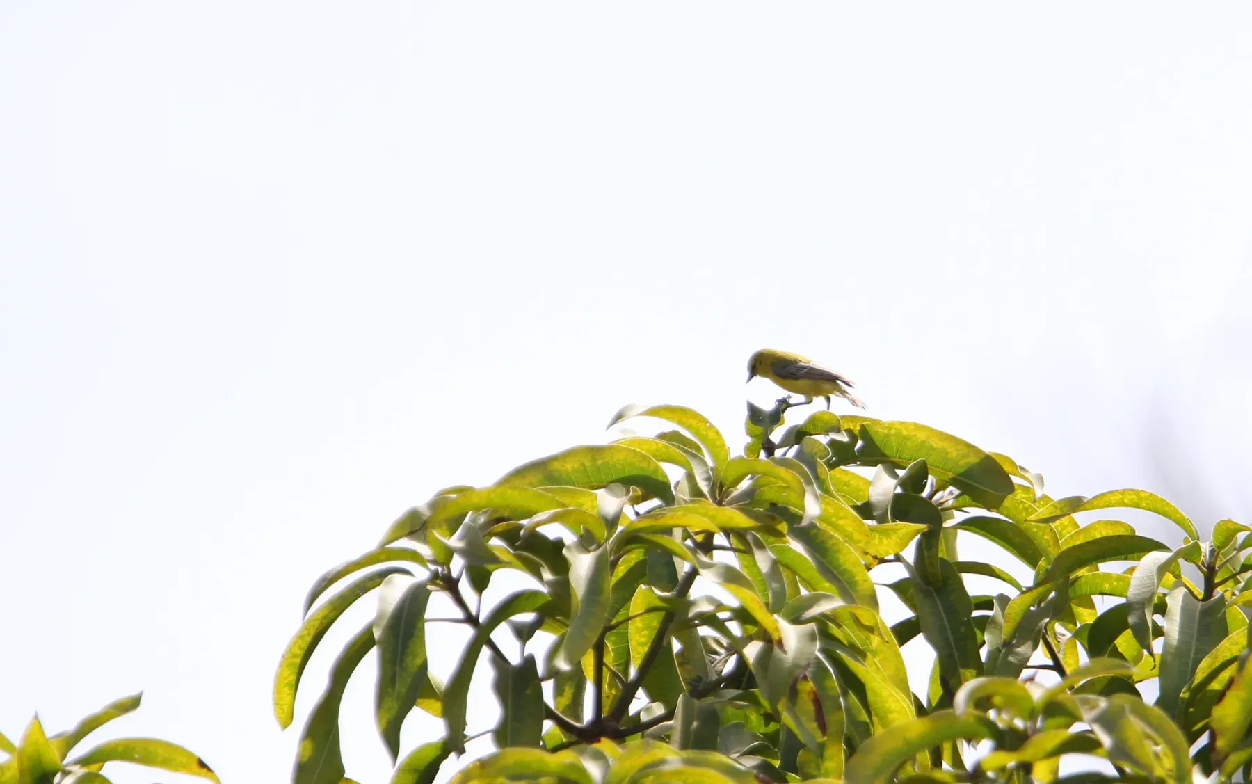 File:Anthoscopus parvulus - Christoph Moning - 95165966.jpeg