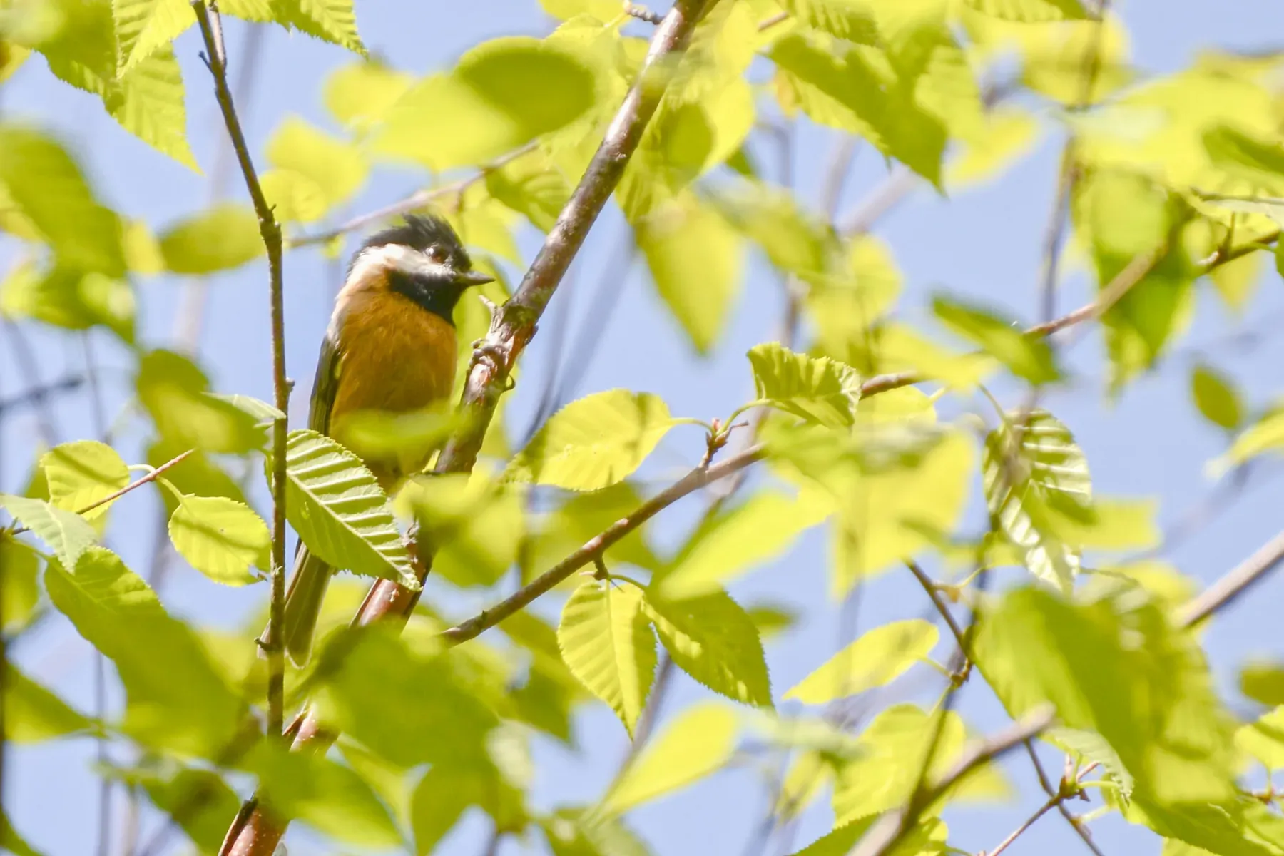 File:Poecile davidi - Jay Pruett - 347870624.jpeg