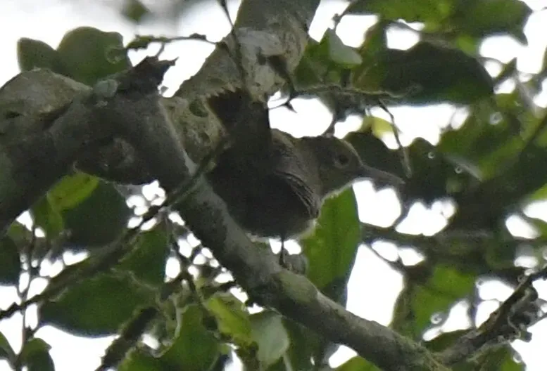 File:Macrosphenus concolor - Zac Peterson - 555402271.jpeg