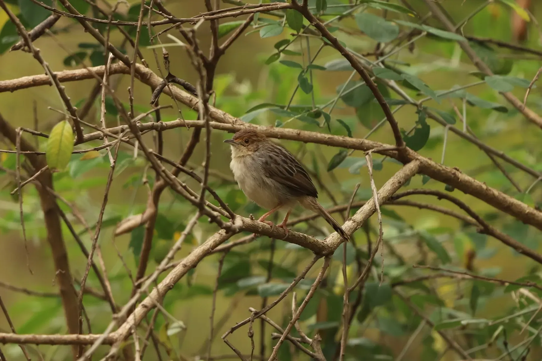 File:Cisticola distinctus - Adrien Jailloux - 465886569.jpeg