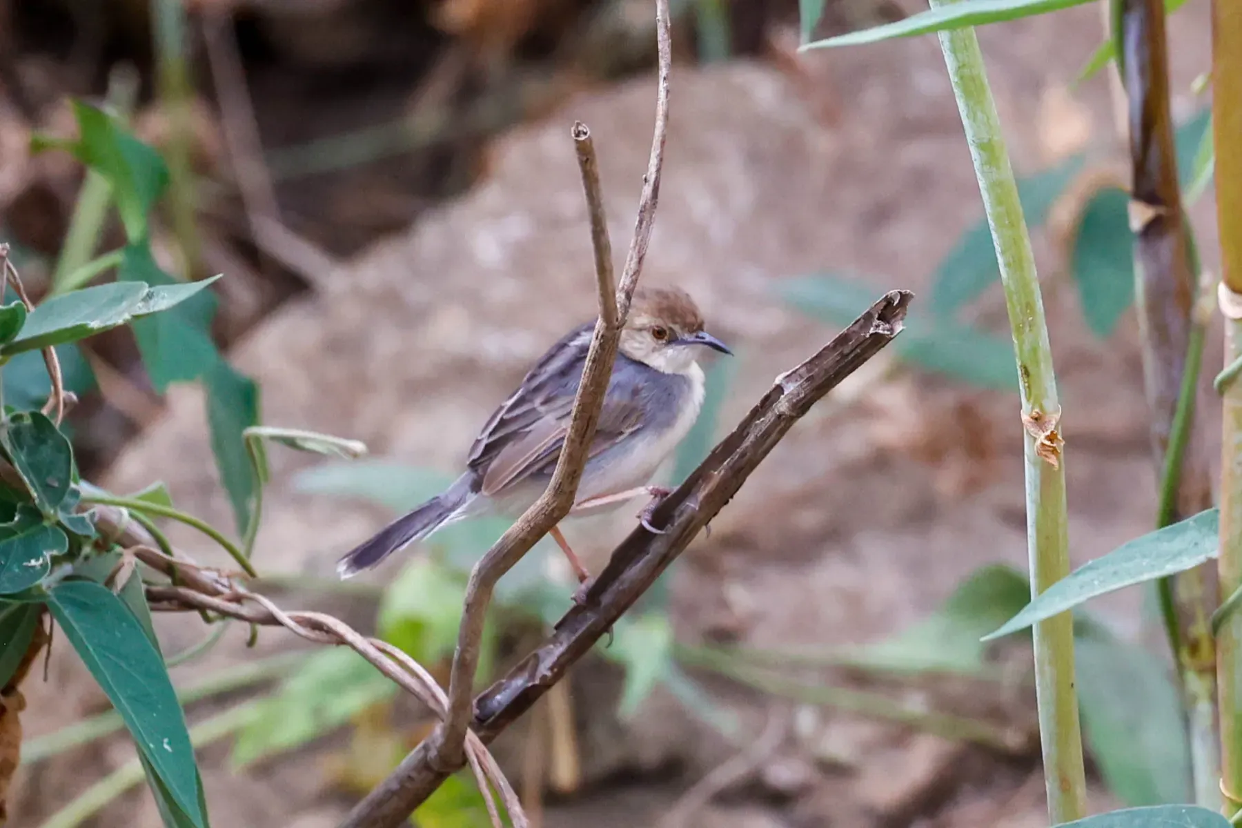 File:Cisticola anderseni - Tom Field - 476849174.jpeg