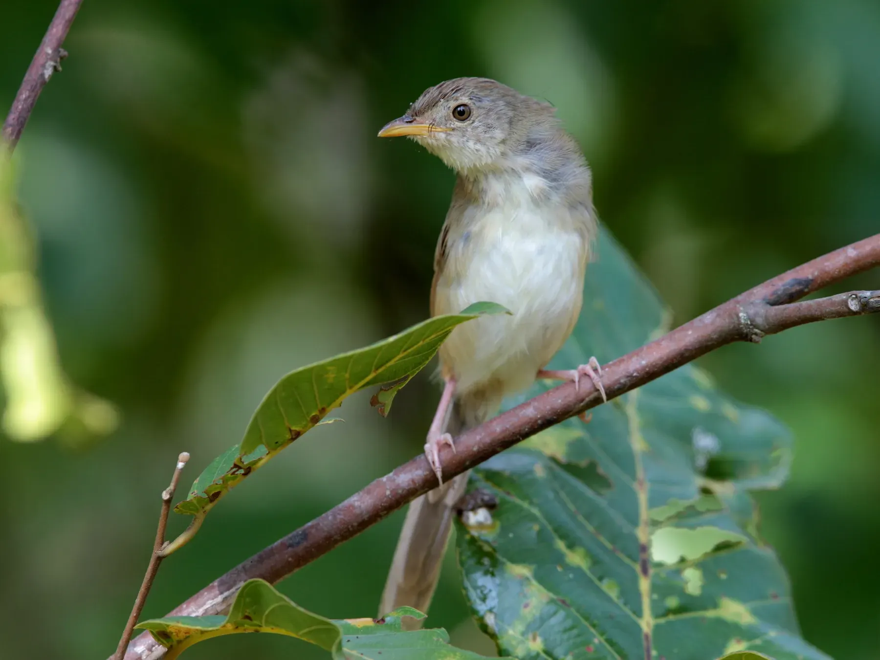 File:Prinia polychroa - Ian Dugdale - 547359188.jpeg