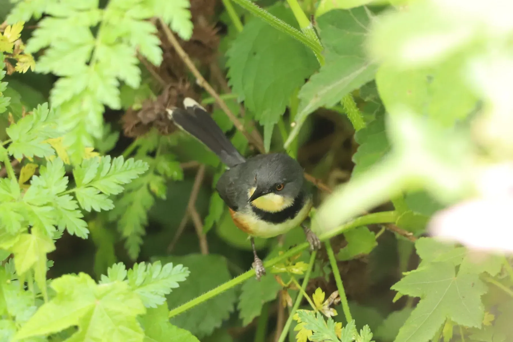 File:Oreolais pulcher - Adrien Jailloux - 607546298.jpeg