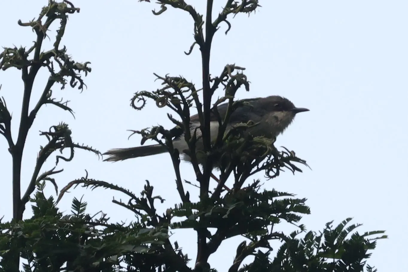 File:Apalis cinerea - Tommy Andriollo - 447744685.jpeg