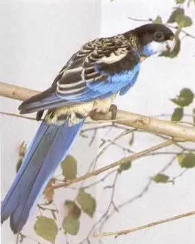 File:Platycercus venustus.jpg