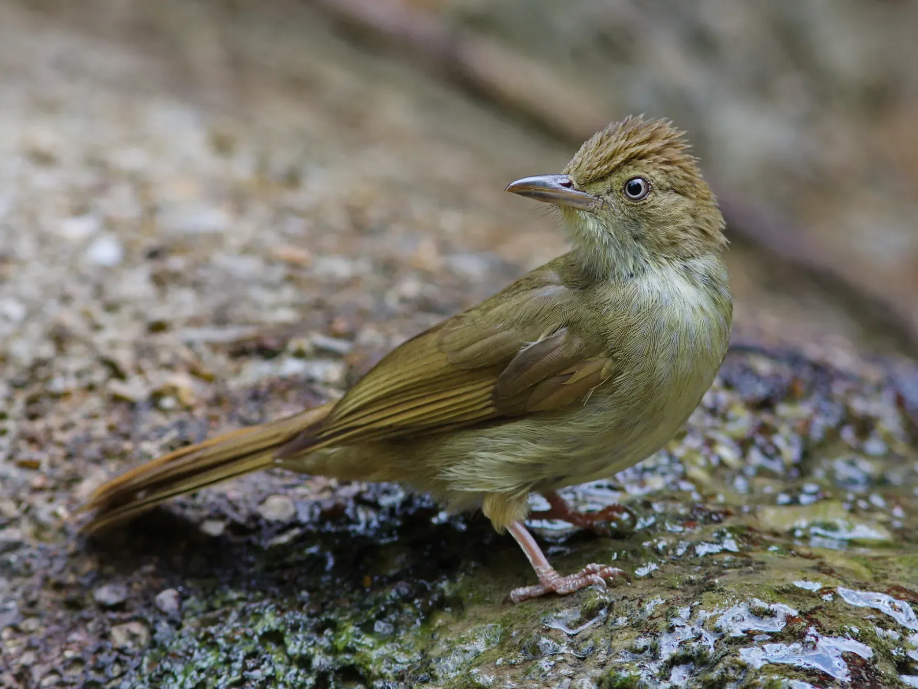 File:Iole viridescens - Ian Dugdale - 546783986.jpeg