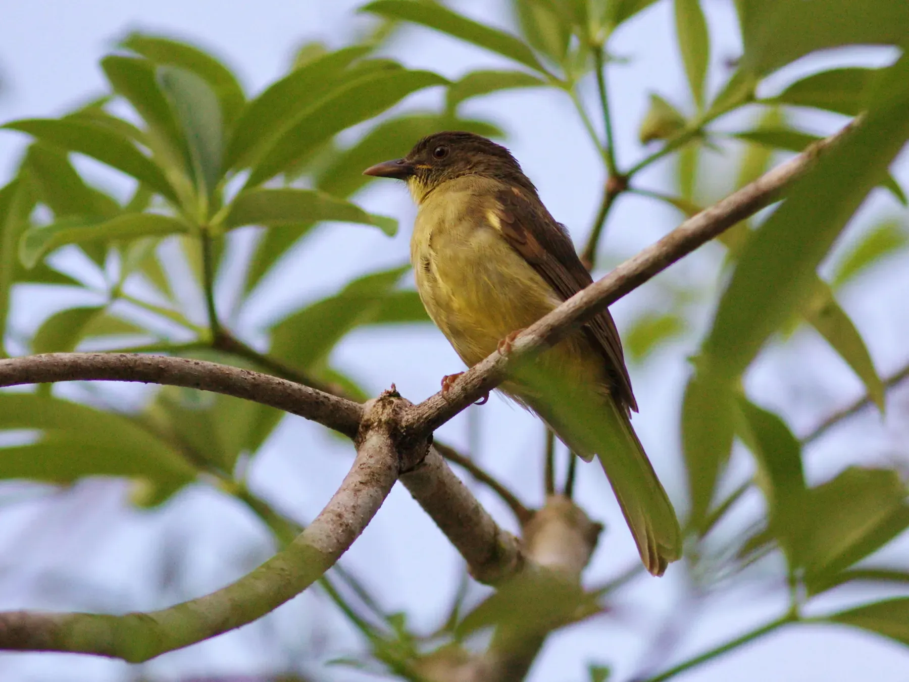 File:Iole finschii - Ian Dugdale - 547323837.jpeg