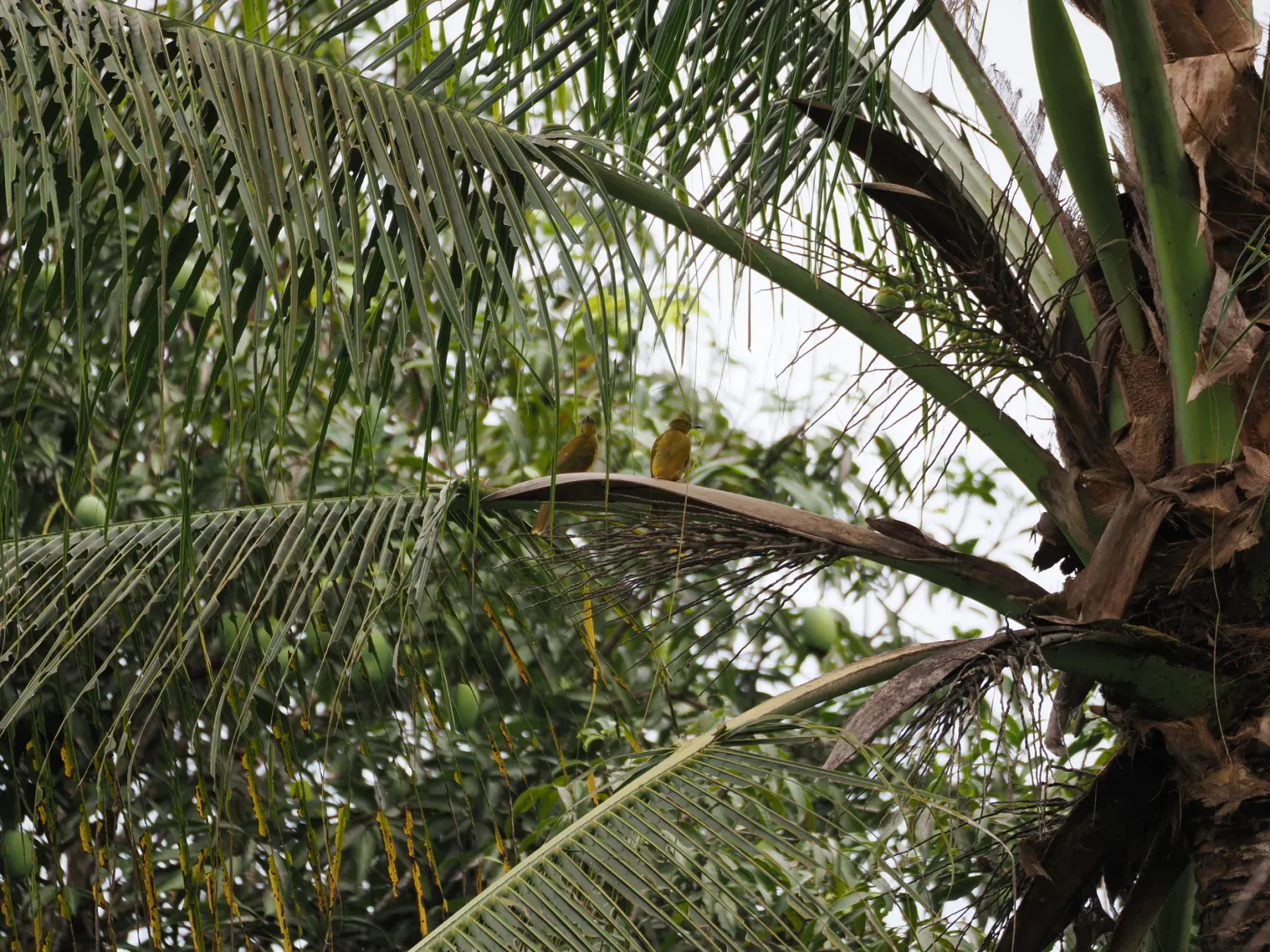 File:Hypsipetes harterti - Justin Philbois - 467795339.jpeg