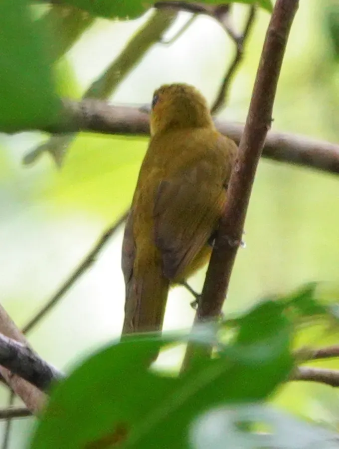 File:Hypsipetes lucasi - desertnaturalist - 246920584.jpeg