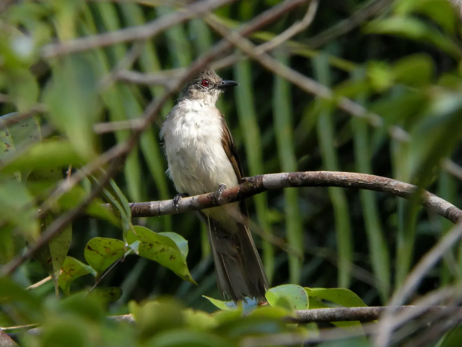 File:Microtarsus eutilotus - Ian Dugdale - 547347974.jpeg