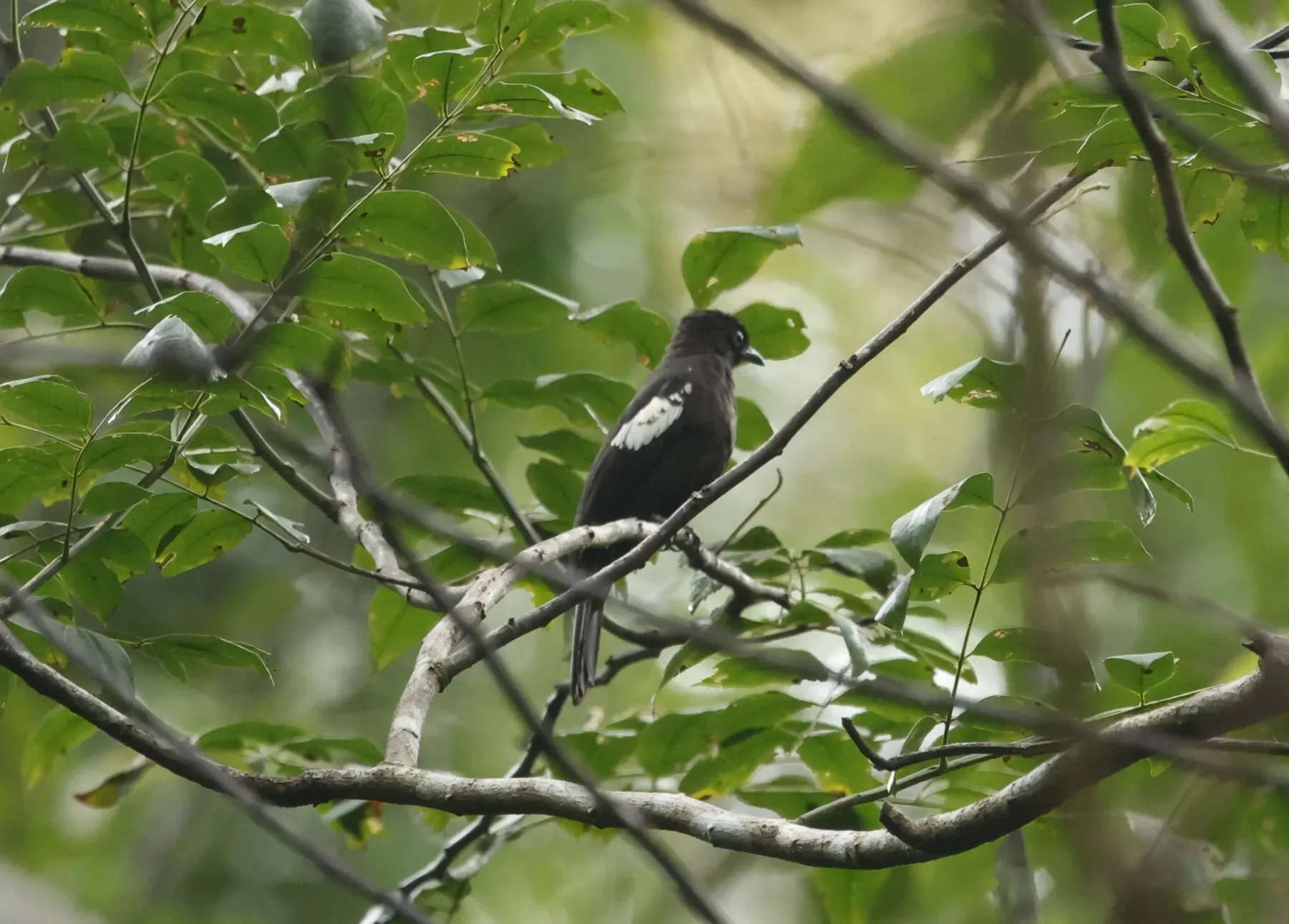 File:Microtarsus melanoleucos - Don Wellmann - 403174066.jpeg