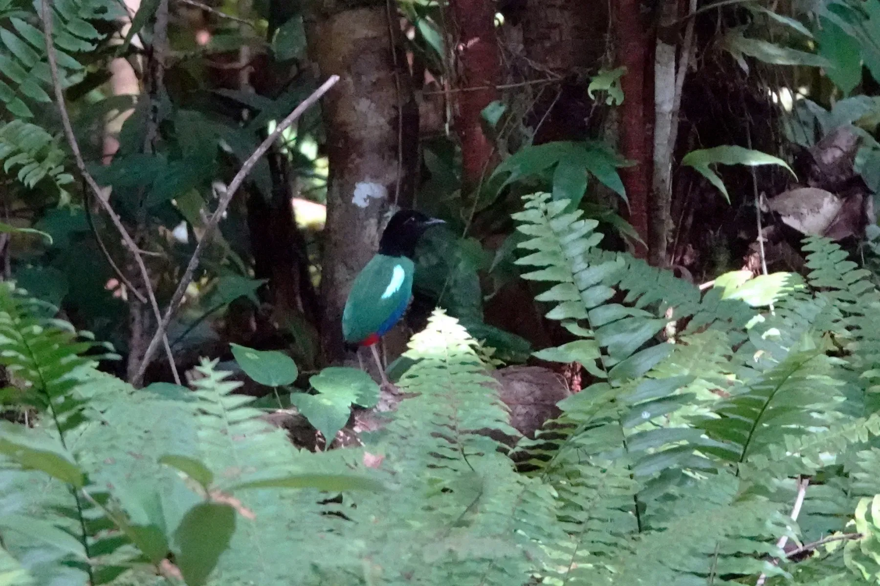 File:Pitta rosenbergii - Jonathan M - 213687220.jpeg