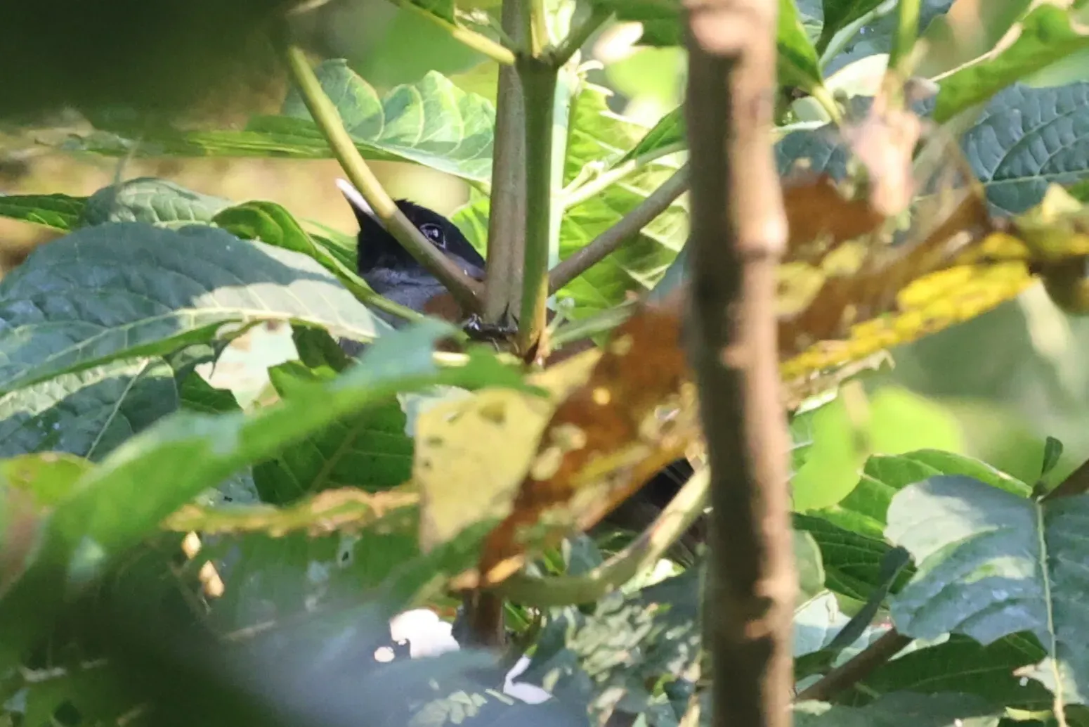 File:Sylvia atriceps - Tommy Andriollo - 447905627.jpeg