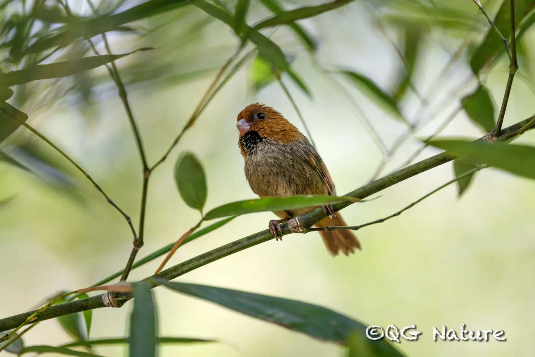 File:Suthora davidiana - Wang.QG - 486297269.jpeg