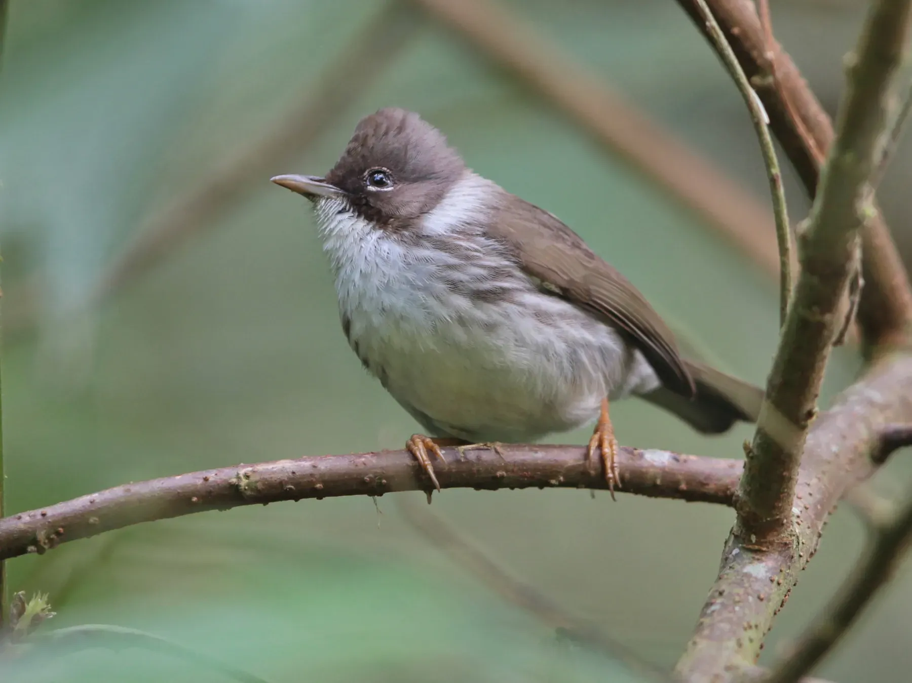 File:Yuhina humilis - Ian Dugdale - 546757472.jpeg
