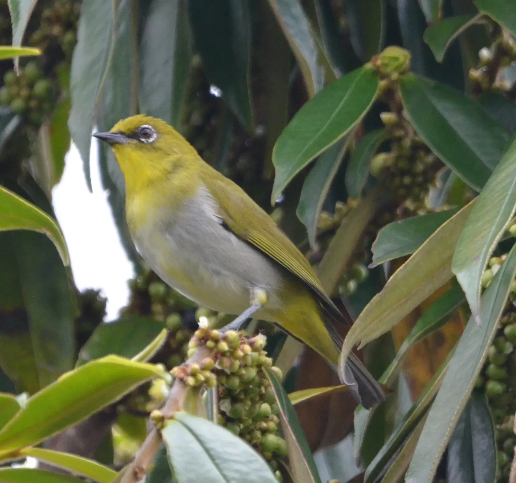 File:Zosterops novaeguineae - Micha Baum - 369018087.jpeg