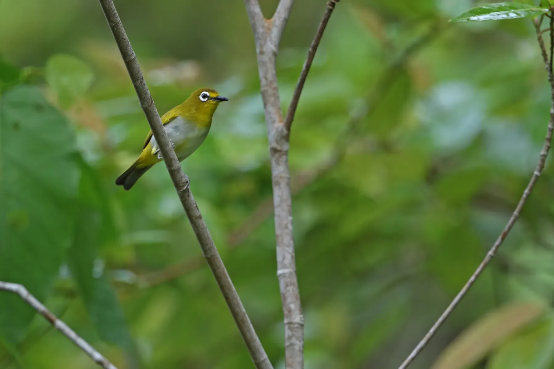 File:Zosterops grayi - James Eaton - 440527520.jpeg