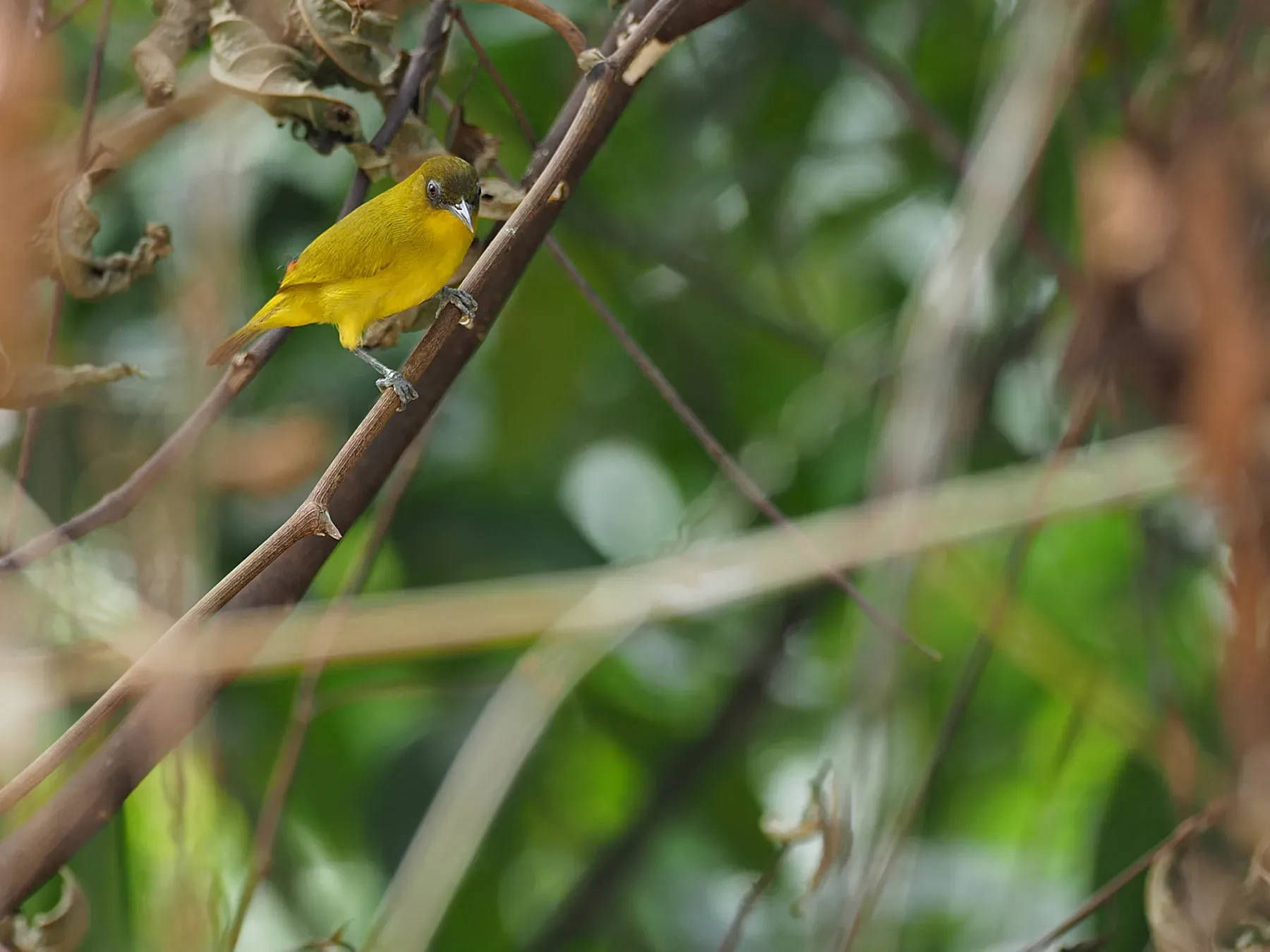 File:Zosterops uropygialis - James Eaton - 416850684.jpeg